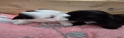 Malshi dogs for sale: Malshi  in Doncaster - Advert 2