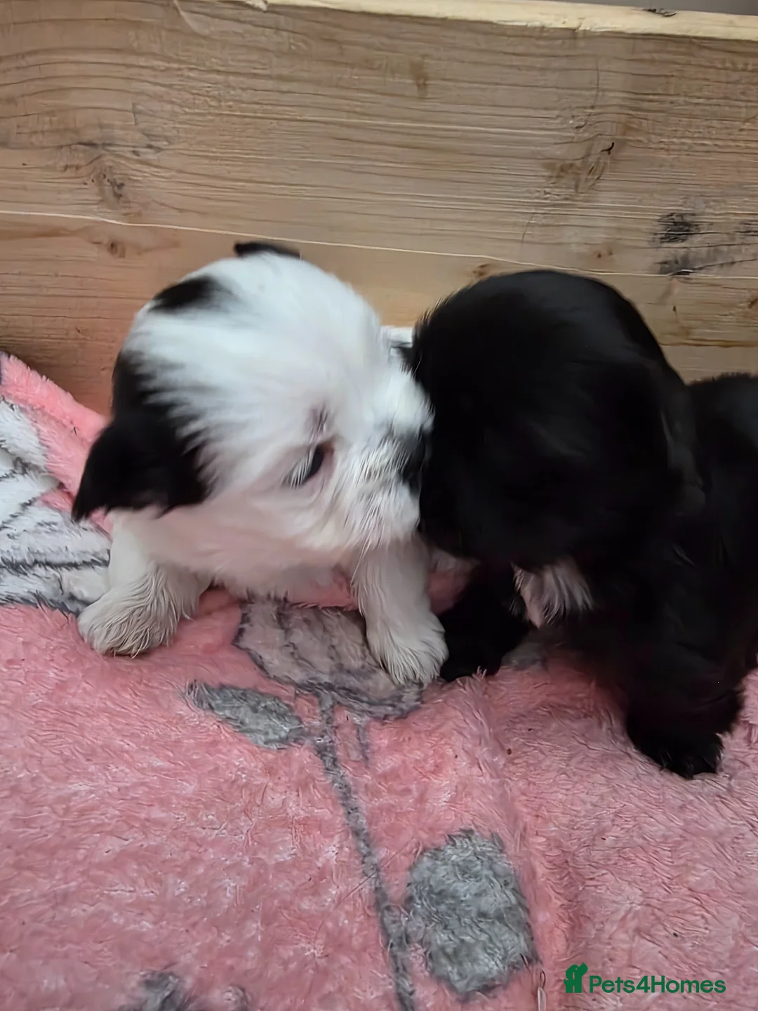 Malshi dogs for sale: Malshi  in Doncaster - Advert 2