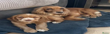 Cockapoo 2