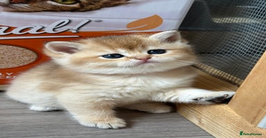 British Shorthair cats - Advert 7