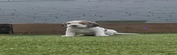 Beagle dogs for sale: Kc registered champion show line beagle puppies  - Advert 12