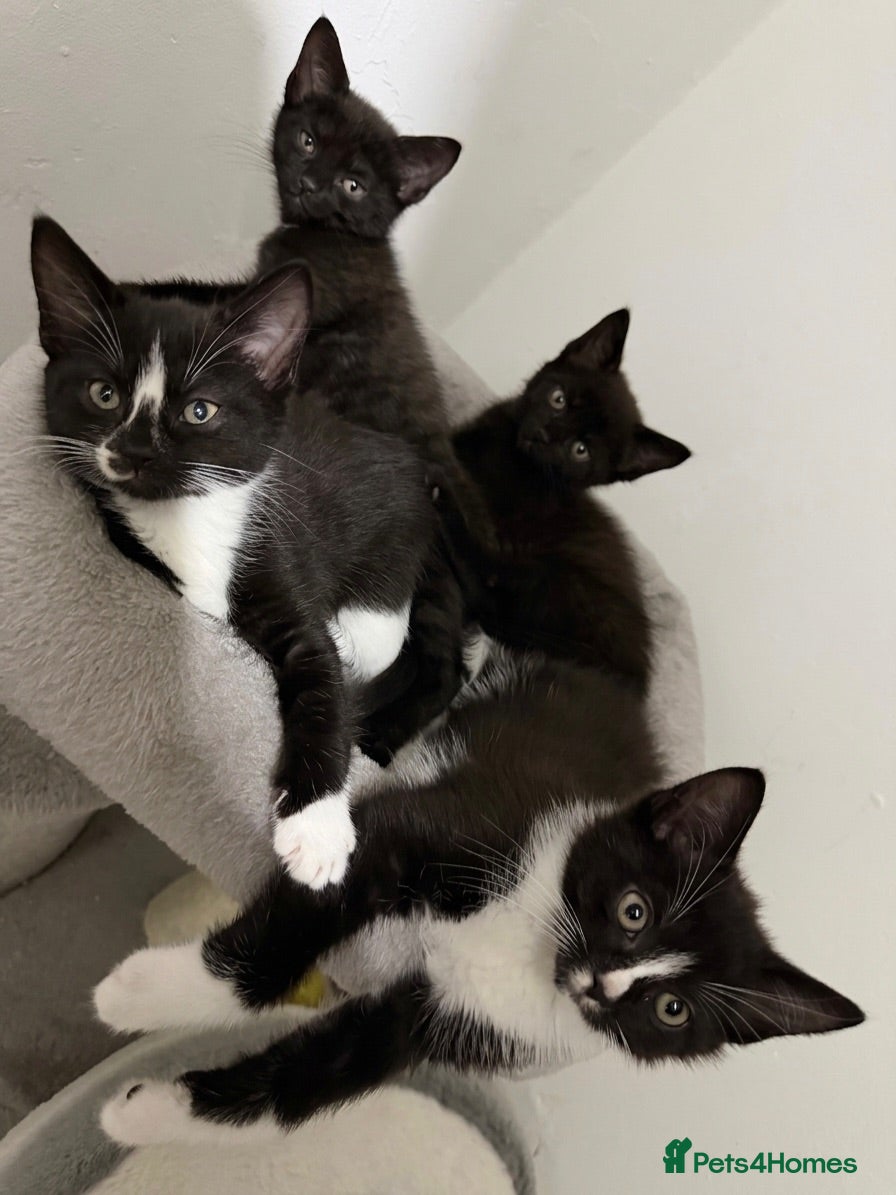Mixed Breed cats Fluffy kittens ready for their new homes - Advert 1
