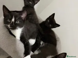 Mixed Breed cats Fluffy kittens ready for their new homes - Advert 1