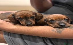 Miniature Dachshund dogs for sale: Miniature Dachshund puppies - Image 2
