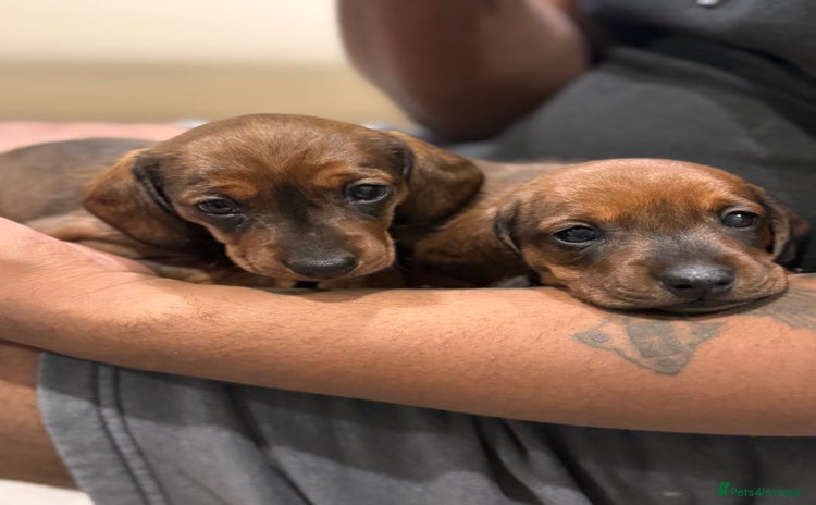 Miniature Dachshund dogs - Advert 1