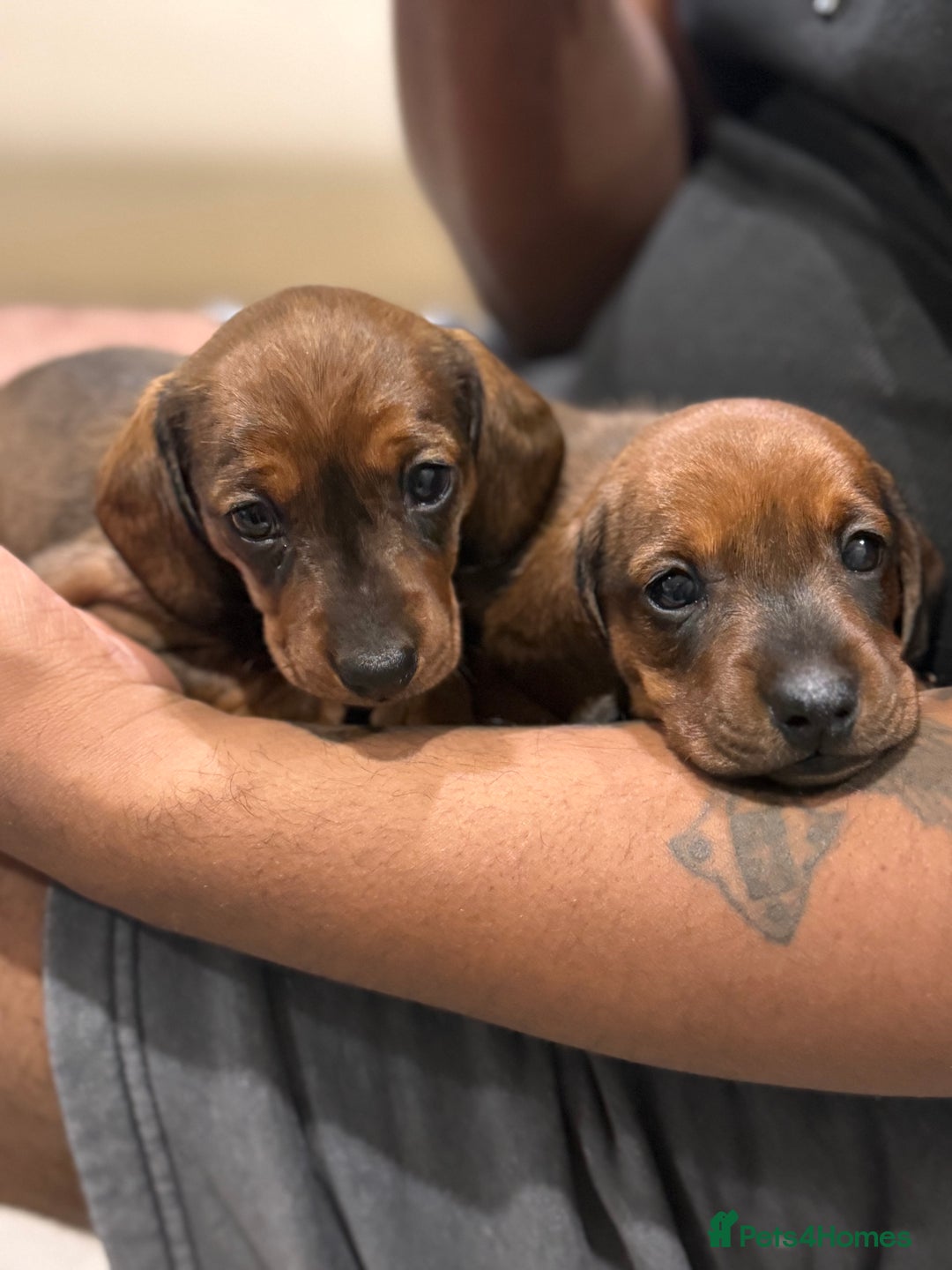 Miniature Dachshund dogs for sale: Miniature Dachshund puppies - Image 2