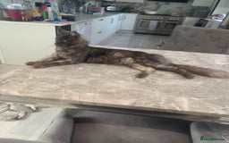 Maine Coon cats for sale: Beautiful TICA registered Maine coon kittens - Image 12