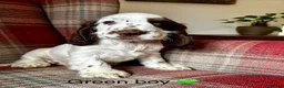 Cocker Spaniel dogs for sale: KC registered, show type, cocker spaniels  - Advert 6