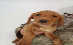 Labrador Retriever dogs for sale: Kc reg fox red working Labradors  - Image 11