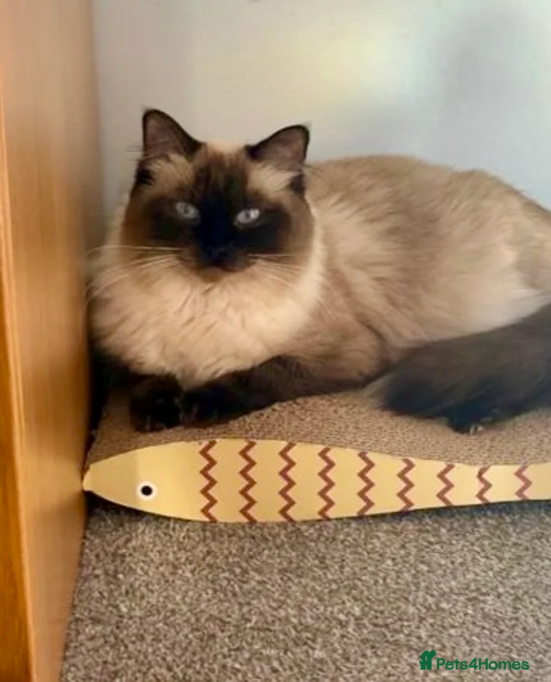 Ragdoll cats for sale: Ragdoll Female kitten 14weeks rehome - Advert 8