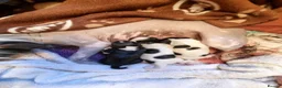 Chinese Crested dogs for sale: RKC registered Chinese crested  in Sutton-in-Ashfield - Advert 6