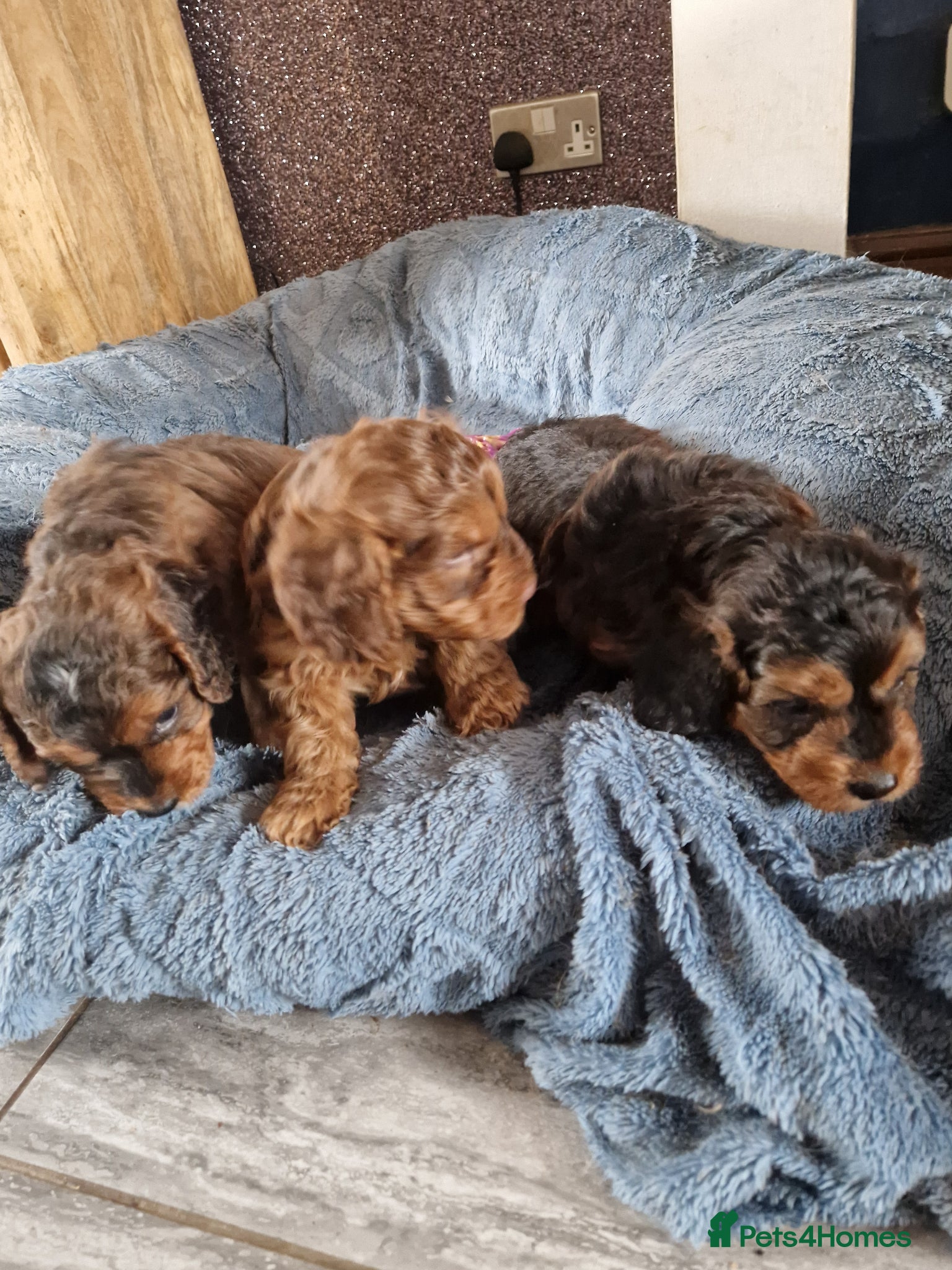 Cockapoo dogs for sale: RED AND SABLE F1 COCKAPOOS FOR SALE - Advert 11