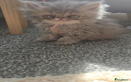 Persian cats for sale: Persians  - Image 12