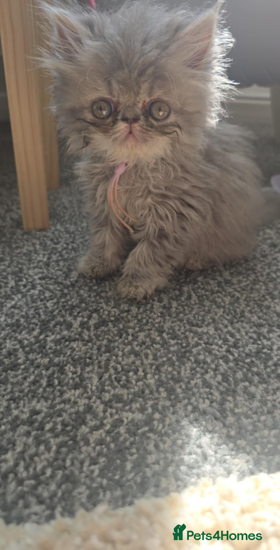 Persian cats for sale: Persians  - Image 12