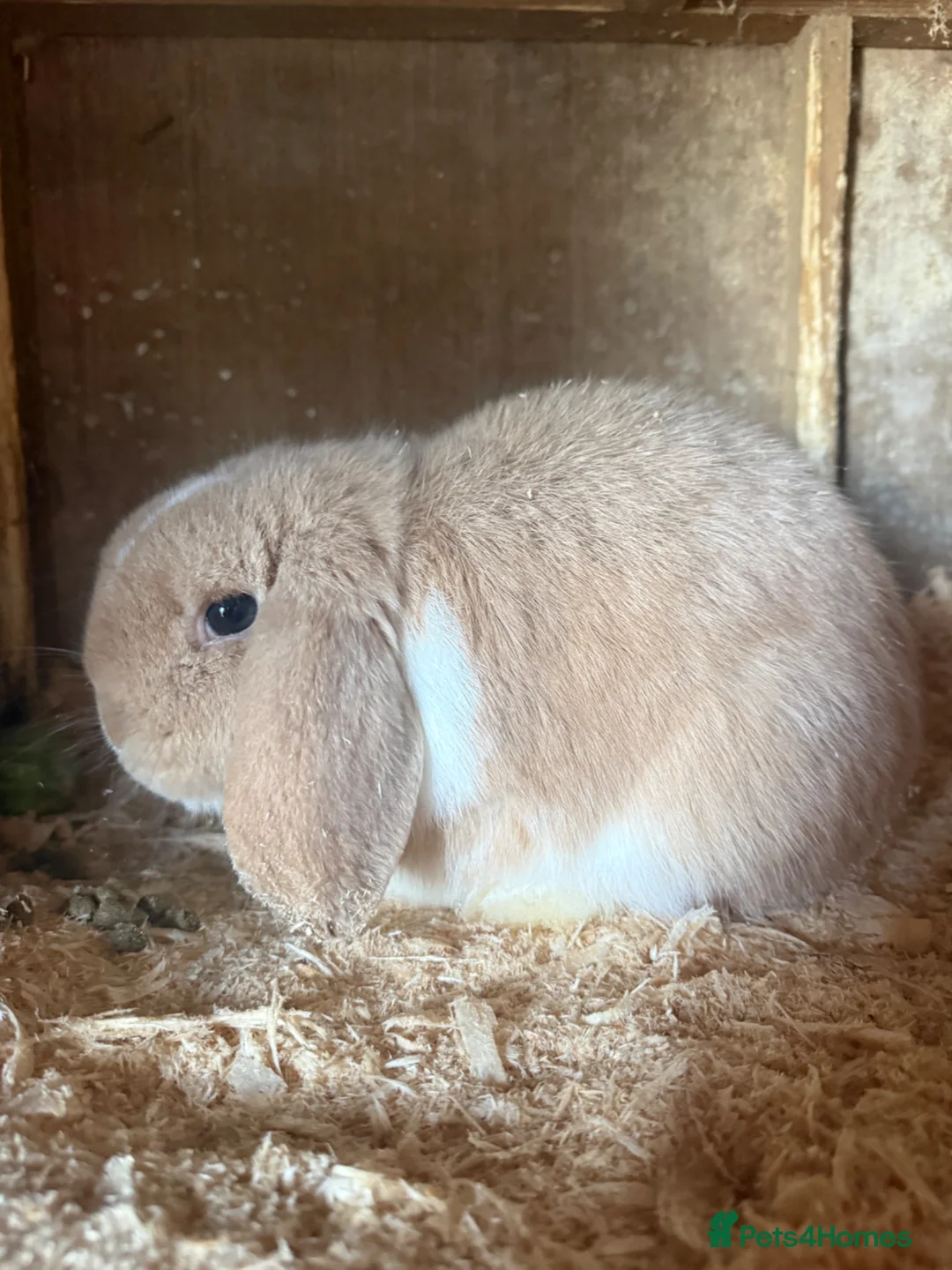 Mini Lop rabbits for sale: Mini lops for sale  in Neath - Advert 2