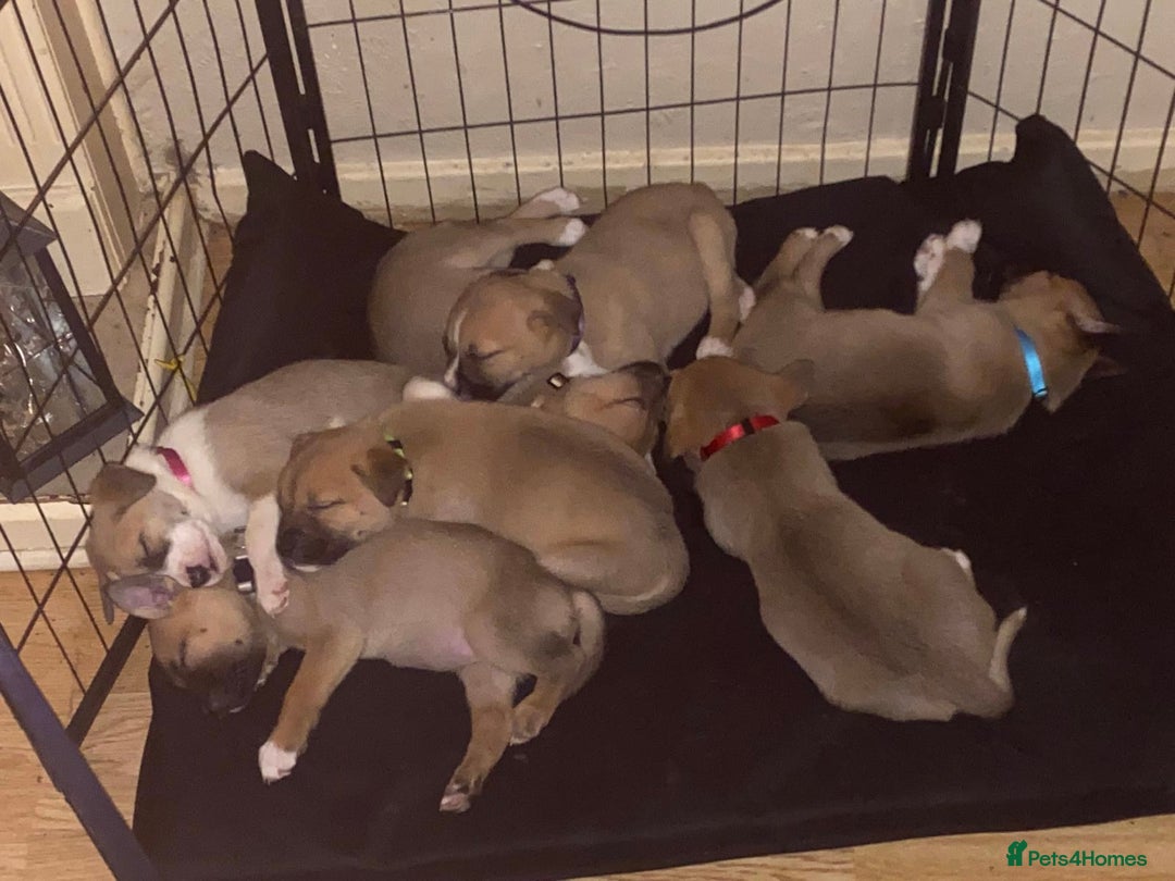 Mixed Breed dogs for sale: 7 puppies for sale - Advert 1