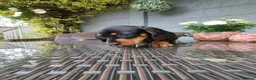 Dachshund dogs for sale: Dachshund  - Advert 8