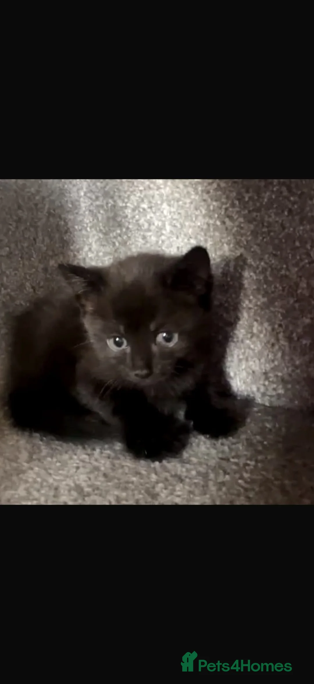 Mixed Breed cats for sale: 2 beautiful kittens - Advert 2