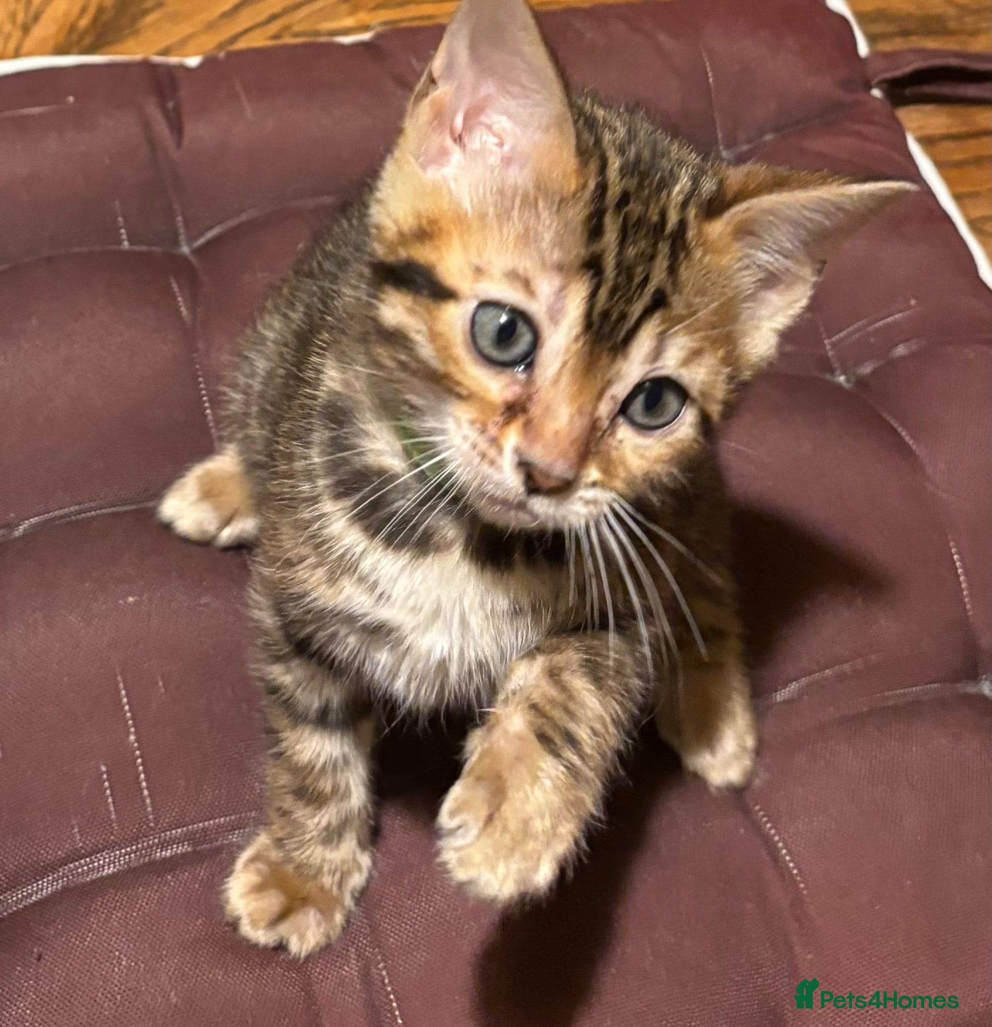 Bengal cats TICA registered Bengal kittens for sale - Advert 1