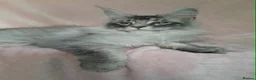 Maine Coon cats for sale: black smoke/polydactyl maine coonTICA kittens - Advert 3