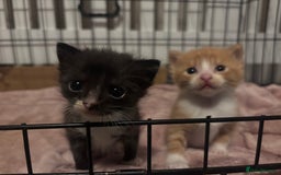Domestic Shorthair cats for sale: Kittens - Image 7