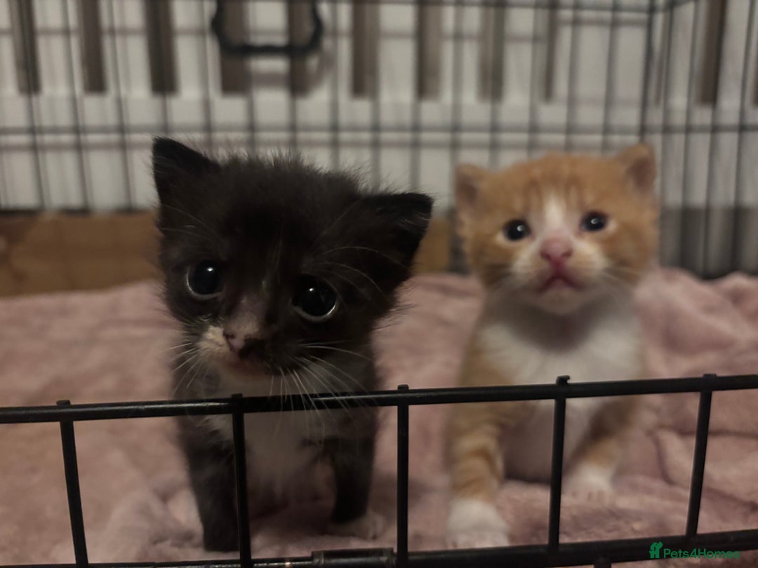 Domestic Shorthair cats for sale: Kittens - Image 7