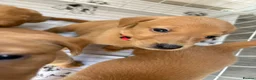 Labrador Retriever dogs for sale: Exceptional pedigree fox red Labrador retrievers - Advert 5