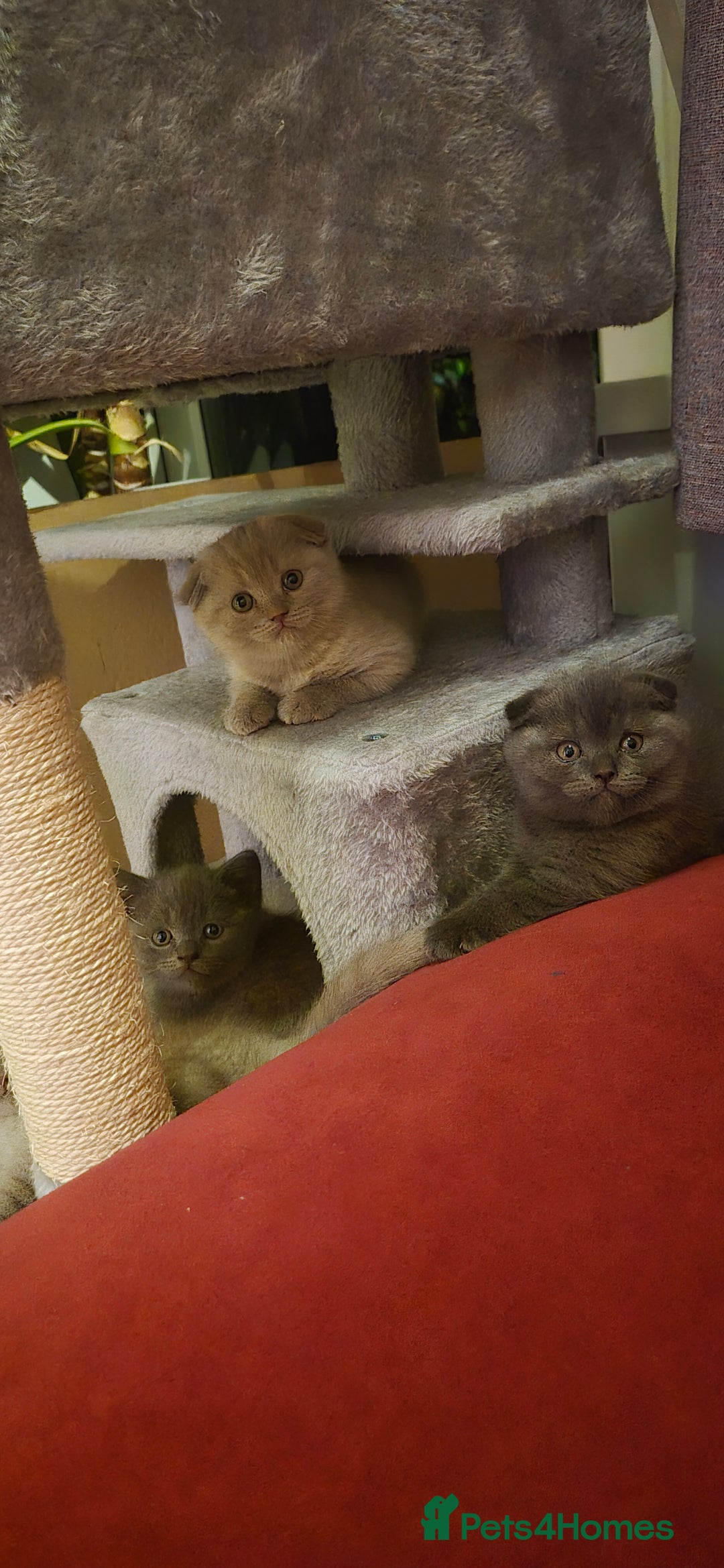 Scottish Fold cats for sale: Last 2 Scottish straight kittens  - Image 24