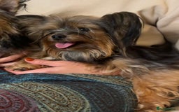 Yorkshire Terrier dogs for sale: ♥️ 2 Yorkshire Terrier girls ♥️  - Image 5