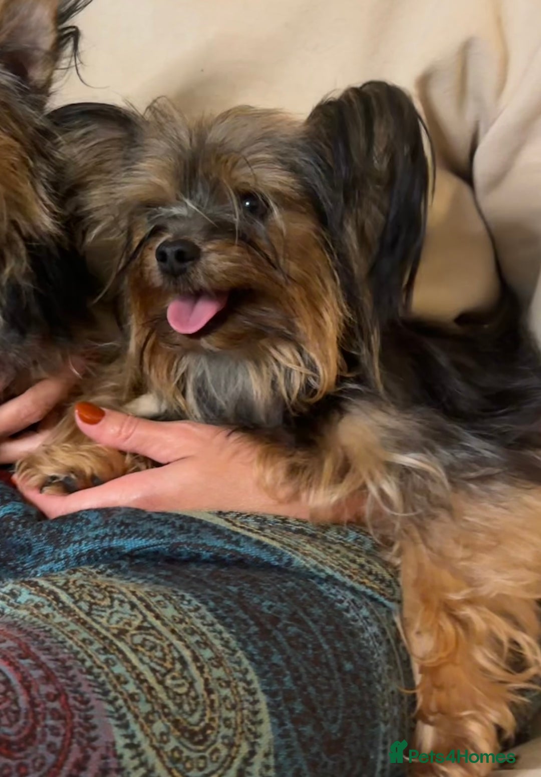 Yorkshire Terrier dogs for sale: ♥️ 2 Yorkshire Terrier girls ♥️  - Image 5