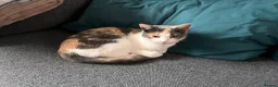 Mixed Breed cats for sale: Nezuko for sale in Dartford - Advert 6