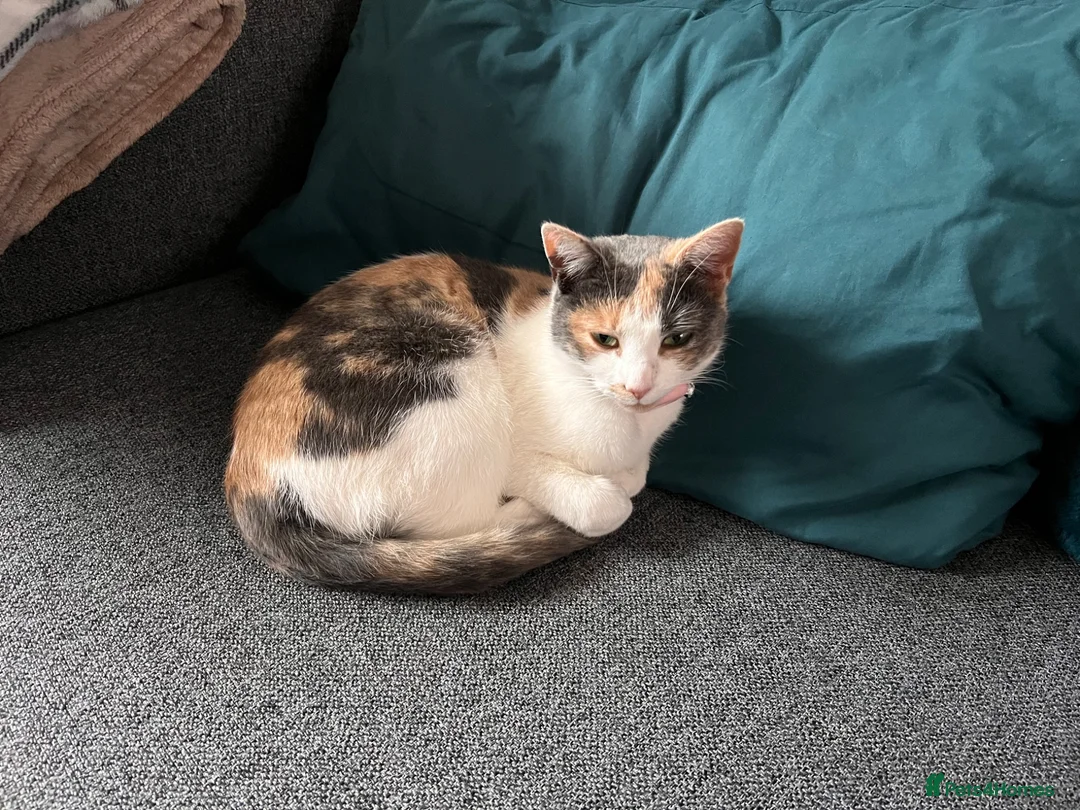 Mixed Breed cats for sale: Nezuko for sale in Dartford - Advert 6