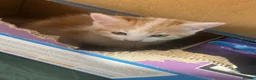 Mixed Breed cats for sale: Little ginger - Advert 4