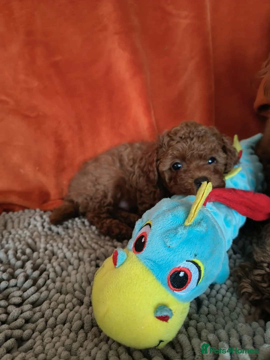 Toy Poodle dogs for sale:  Asian  toy poodle  - Advert 4