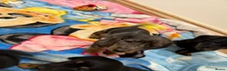 Miniature Dachshund dogs for sale: Miniature Dachshund  - Advert 1