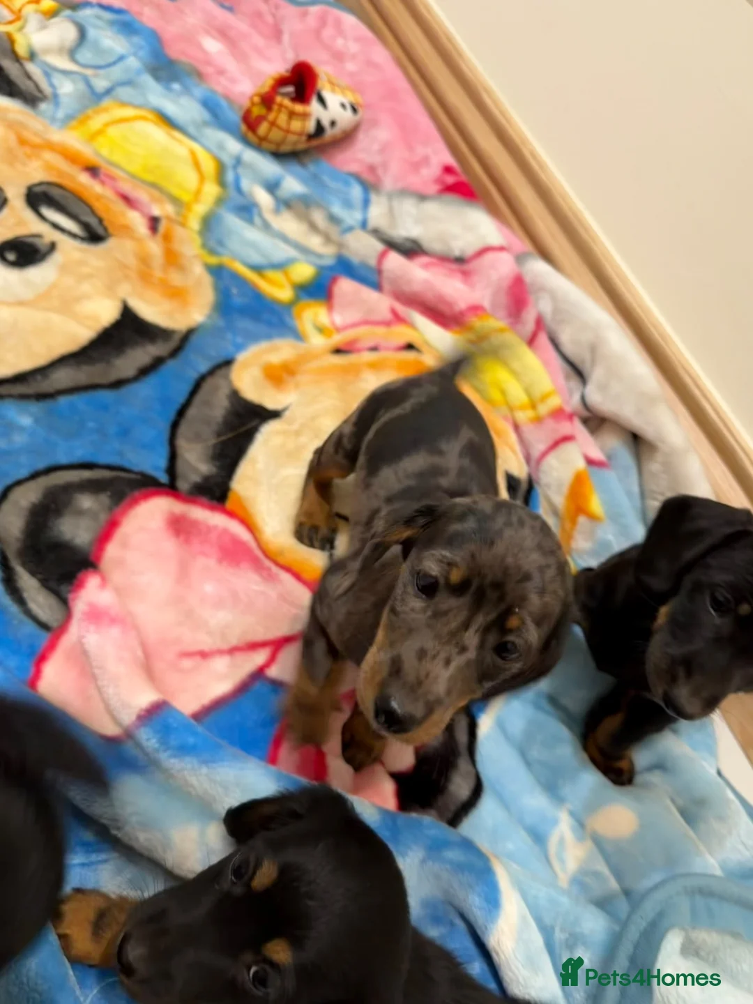 Miniature Dachshund dogs for sale: Miniature Dachshund  - Advert 1