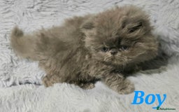 Persian cats for sale: GCCF REGISTERED KITTENS CHAMPION LINES - Image 6