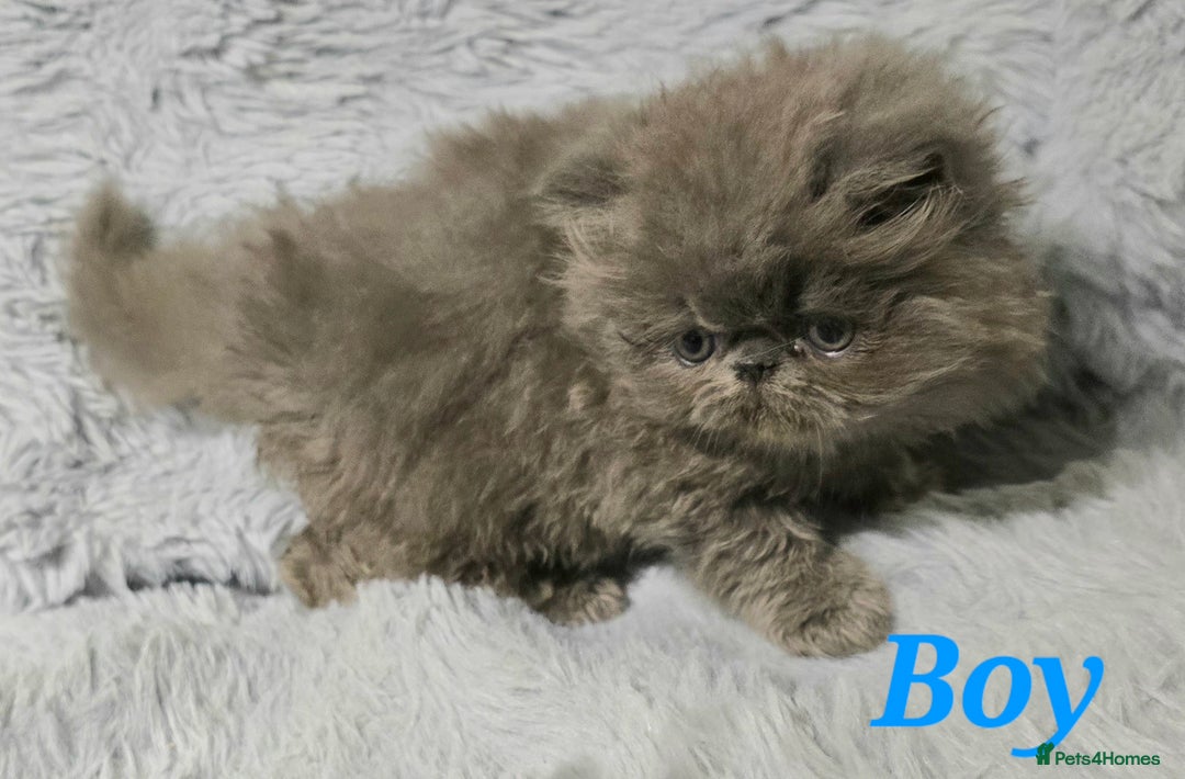 Persian cats for sale: GCCF REGISTERED KITTENS CHAMPION LINES - Image 6