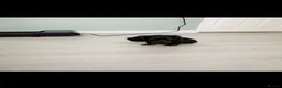 Miniature Dachshund dogs for sale: Beautiful Miniature Dachshund Puppies  - Advert 4