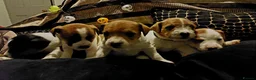 Jack Russell dogs for sale: Adorable Jack Russells - Advert 2