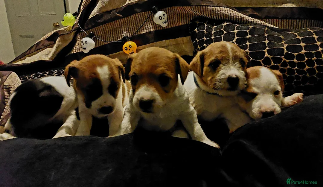 Jack Russell dogs for sale: Adorable Jack Russells - Advert 2