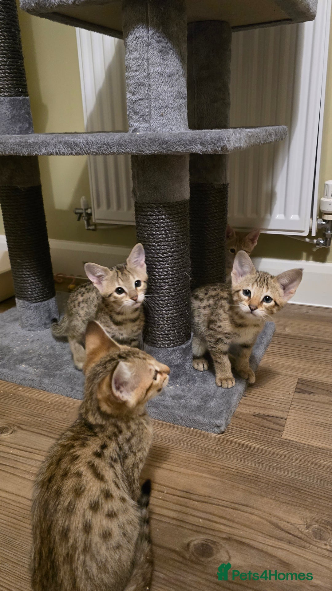 Savannah cats for sale: F3 Tica Registered Savannah Kittens  - Advert 5