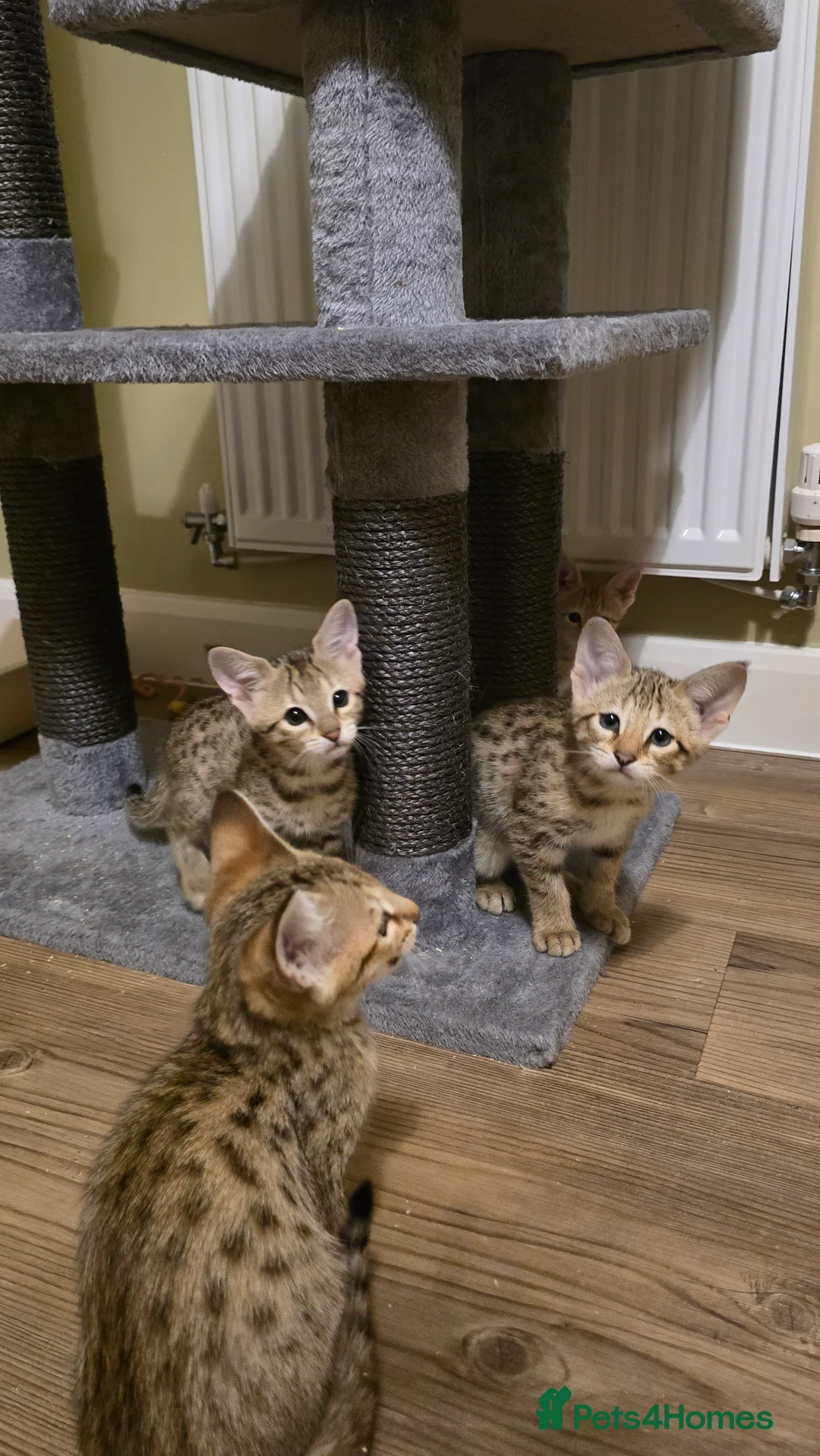 Savannah cats for sale: F3 Tica Registered Savannah Kitten - Cinnamon girl - Advert 5