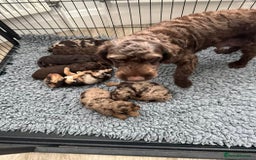 Cockapoo dogs for sale: DNA tested cockapoo puppies ready 27th October - Image 11