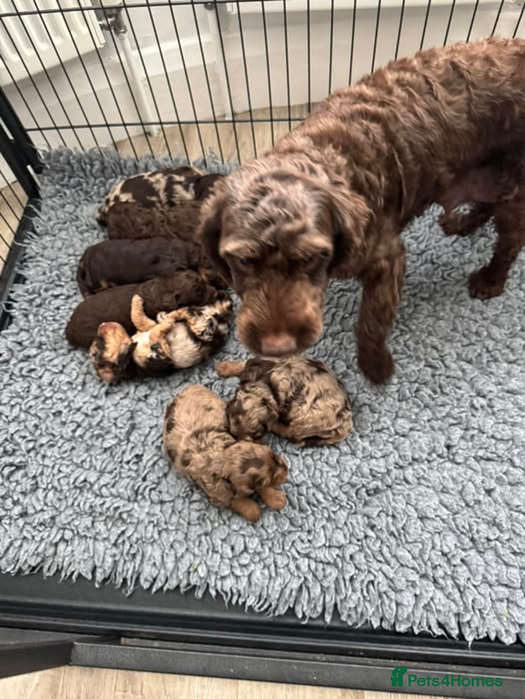 Cockapoo dogs for sale: DNA tested cockapoo puppies ready 27th October - Image 11