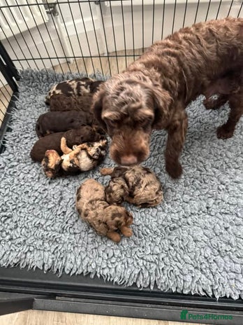 Cockapoo dogs - Advert 2