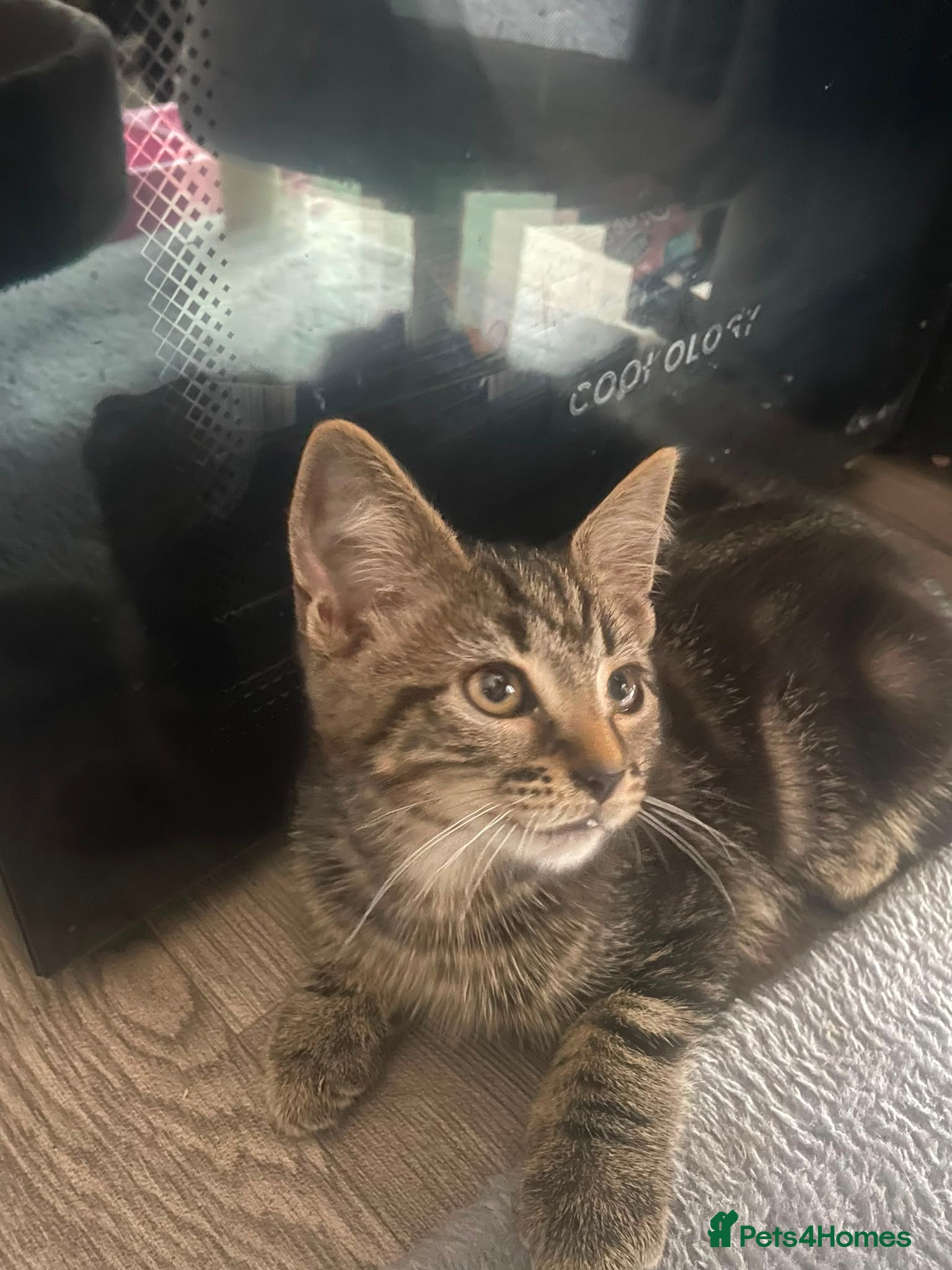 British Shorthair cats Kittens 12 weeks old - Advert 2