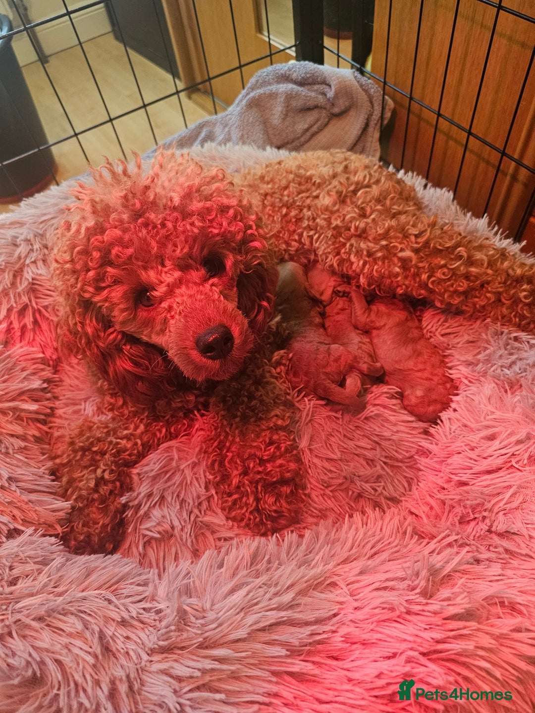 Miniature Poodle dogs for sale: Red poodle minatures - Image 1