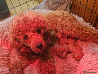 Miniature Poodle dogs - Advert 1
