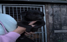Lurcher dogs for sale: Bull lurcher puppies - Image 8